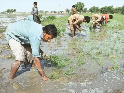 دھان کی لاب منتقل کرتے وقت پنیری کی عمر کا خاص خیال رکھا جائے، محکمہ زراعت
