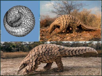 1956285-pangolin-1579275086-600x450