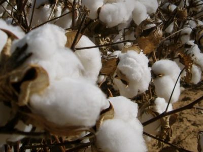 raw cotton