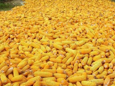 2053755-maze-1593064657-600x450