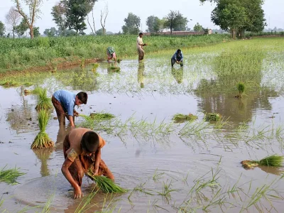 paddy farmers