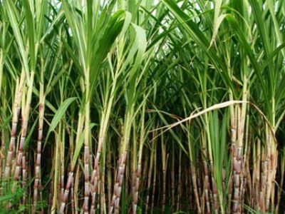 sugarcane