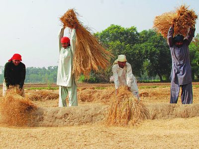 labourer are busy to take seprate  rice after cutting the crop of.at punjab university