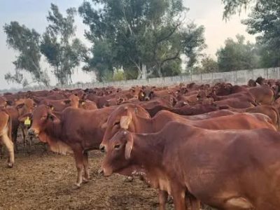 کمشنرسرگودھاڈویژن حافظ شوکت علی نے خضر آباد لائیو سٹاک تجرباتی فارم کا تفصیلی دورہ