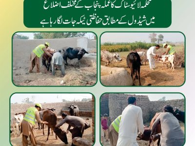 مویشی پال حضرات جانوروں کو حفاظتی ٹیکے لگوانے کےلئے متعلقہ ویٹرنری ہسپتال سے رابطہ کریں، ڈاکٹر محمد افضل