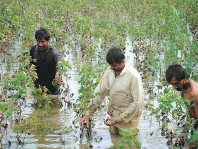 محکمہ زراعت پنجاب کی بارشوں کے دوران کپاس کی فصل کے تحفظ وبہتر نگہداشت بارے ہدایات جاری