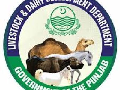 According to the vision of the Punjab government the livestock sector