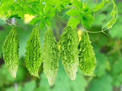 Bittergourd