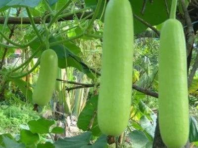Bottle-gourd