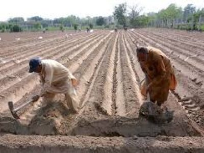 محکمہ زراعت کی کاشتکاروں کو کماد کی کاشت یکم ستمبر سے 30 ستمبر تک مکمل کرنے کی ہدایت