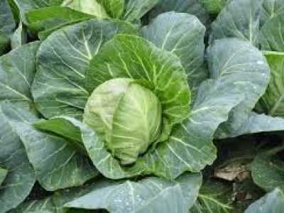 Cabbage growers