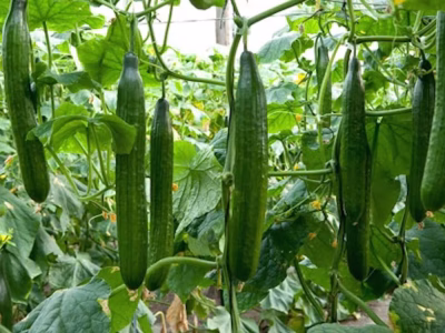 Carmen_F1_cucumber