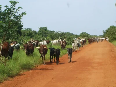 Cattle-road-Chad