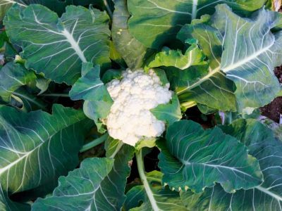 Cauliflower-Insect-Pest-Management-4-1024x683
