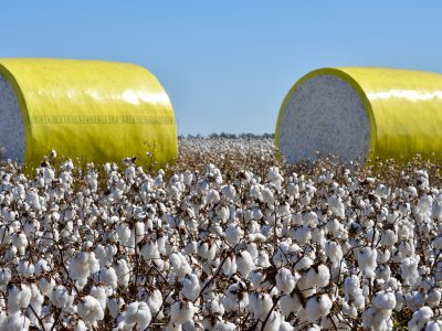 Cotton-bales