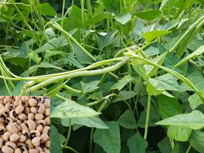 کاشتکار پچھیتی کاشت اور چارہ حاصل کرنے کیلئے لوبیا کی کاشت جولائی کے آخر تک مکمل کر لیں،محکمہ زراعت