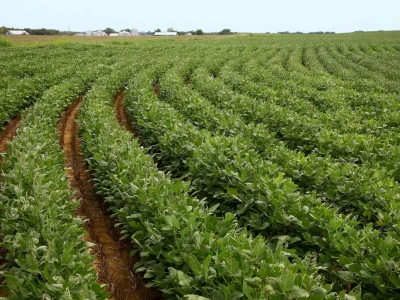 Cultivation-of-soybeans-1536x1024