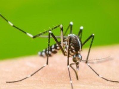 Dengue
