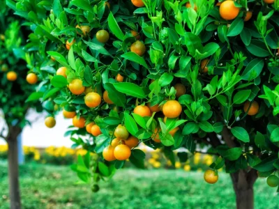ترشاوہ باغات کی دیکھ بھال کیلئے ایڈوائزری جاری