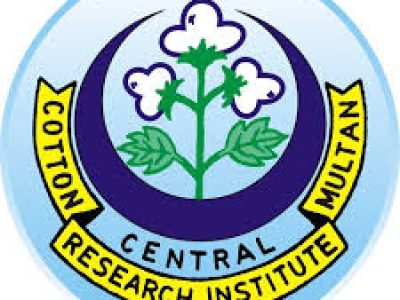 Director Central Cotton Research Institute Multan