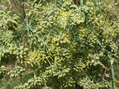 Fennel-Farming