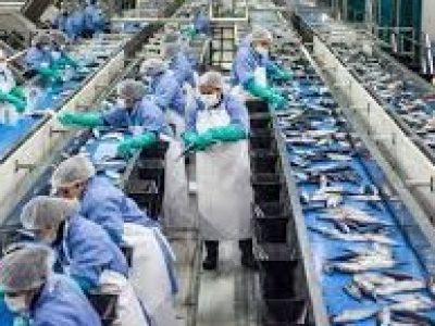 Fish processing plants