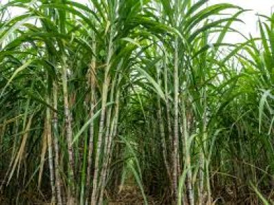 GM Sugarcane