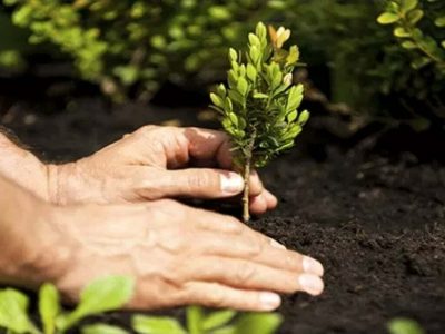 گرین پاکستان پروگرام کے تحت مالی سال26۔ 2025 میں 2.3 ارب پودے لگائے گئے