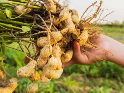 Groundnuts-1536x922