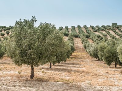 How to Cultivate Olive Trees Commercially The Complete Guide to Profitable Olive Farming