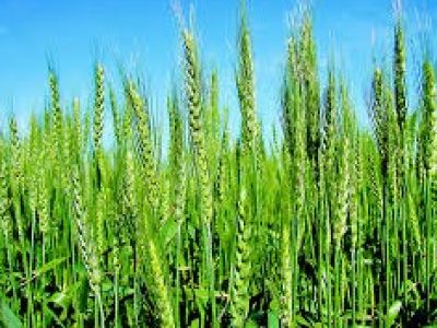 Hybrid wheat