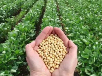soybean