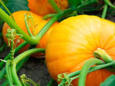 Late cultivation of pumpkin