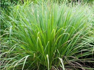 Lemongrass