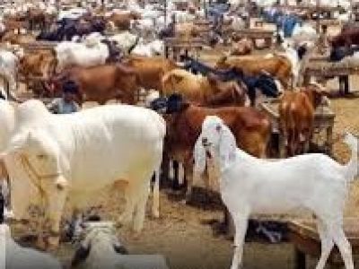 Livestock