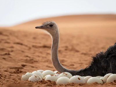 سعودی عرب ، سرخ گردن والے شتر مرغ کی افزائشِ کے پروگرام کے مثبت نتائج حاصل