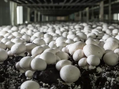 Mushroom-Cultivation-1-1536x989