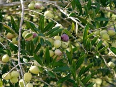 پاکستان میں زیتون کی کاشت