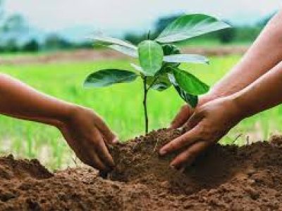 Plantation campaign