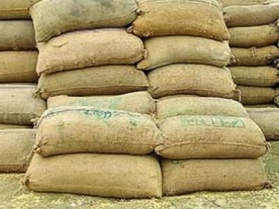 Paddy crop