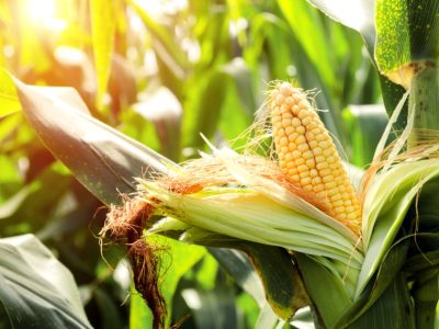 Planting-Guide-Sweet-Corn-A175205515-1184x630