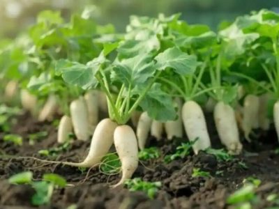 radish cultivation