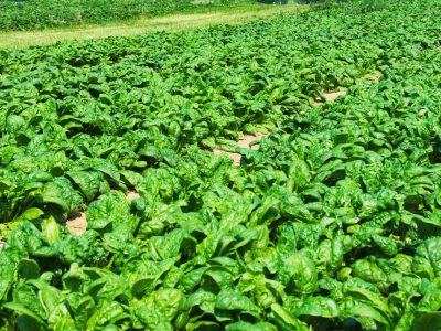 Spinach-crop