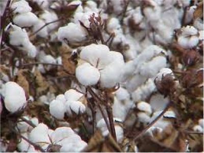 The Department of Agriculture has directed cotton farmers to use major and minor nutrients in the crop in a timely and appropriate manner.