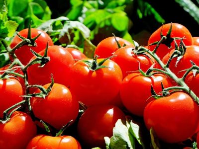 Tomato cultivation