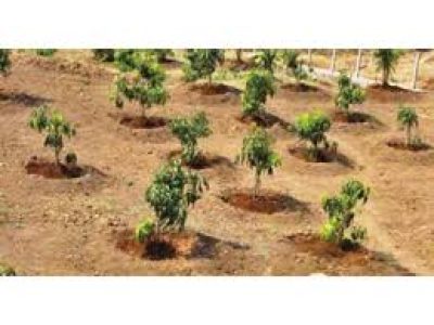 Tree plantation ceremony held in Rawalpindi