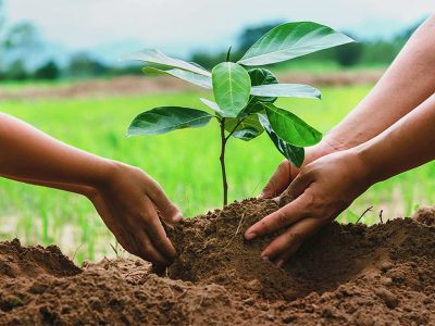 Tree-plantation-ceremony