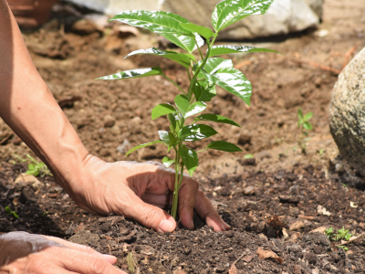 Trees-the-importance-of-reforestation-1