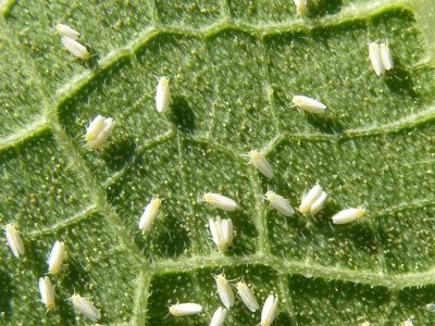 UGA-whiteflies-Web