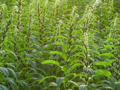 Sesame farmers should immediately remove weak plants from their fields, Sambrial Agriculture Department
